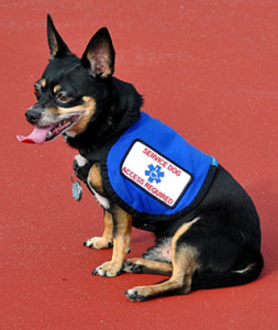 service-dog_0